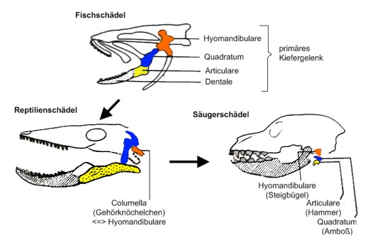 homologie hyperplan homologie hyperplan