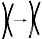 Chromosomenmutation