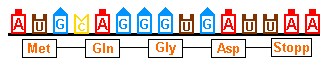 DNA-Sequenz