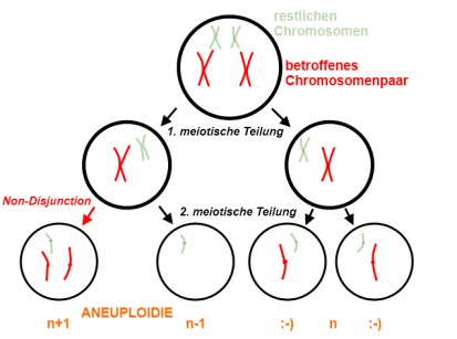 Non-Disjunction Aneuploidie Non-Disjunction Aneuploidie