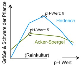 Reinkultur