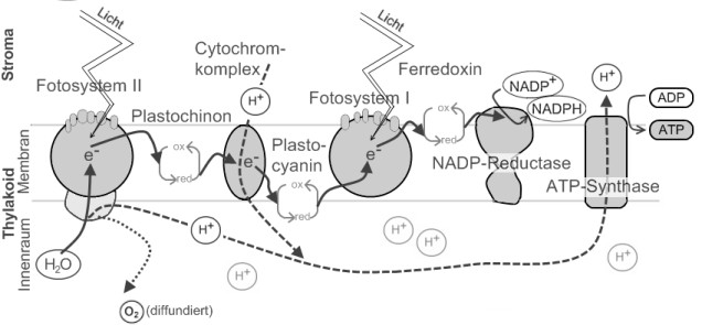 Photosynthese Primärreaktion Photosynthese Primärreaktion