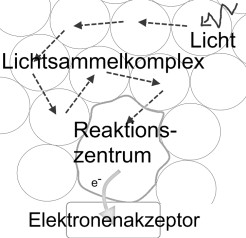 Lichtsammelfalle Lichtsammelfalle